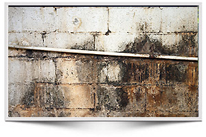 Mold Surveys