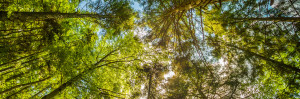 Environmental Remediation Service